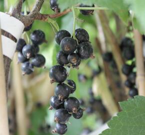 Rybíz černý 'Ometa' - Ribes nigrum 'Ometa'