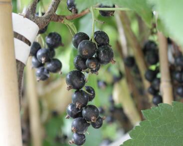 Rybíz černý 'Ometa'