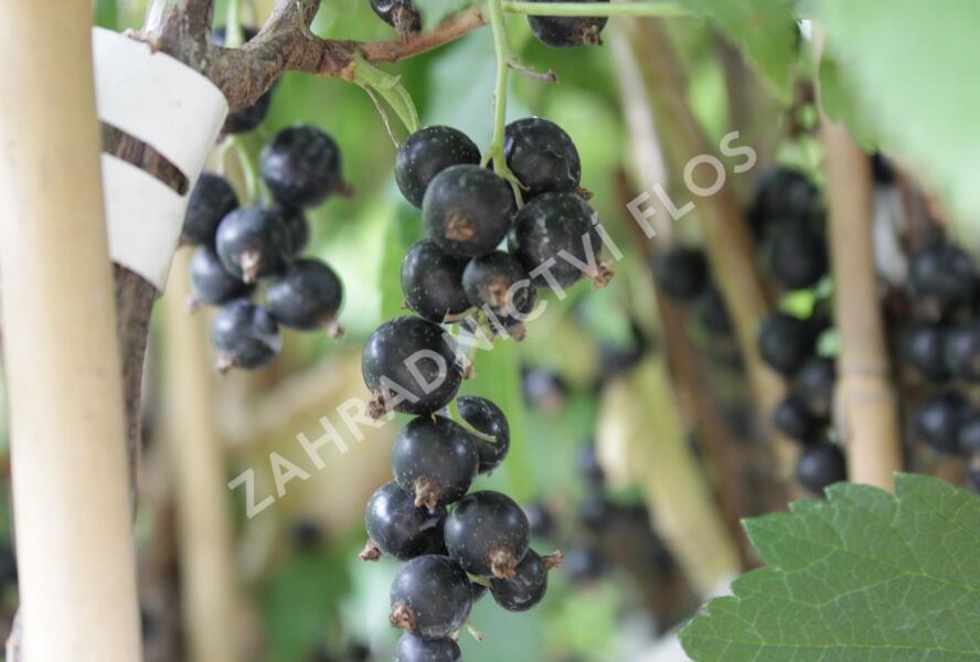 Rybíz černý 'Ometa' - Ribes nigrum 'Ometa'