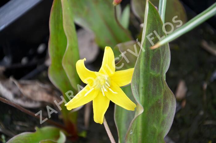 Kandík 'Pagoda' - Erythronium 'Pagoda'