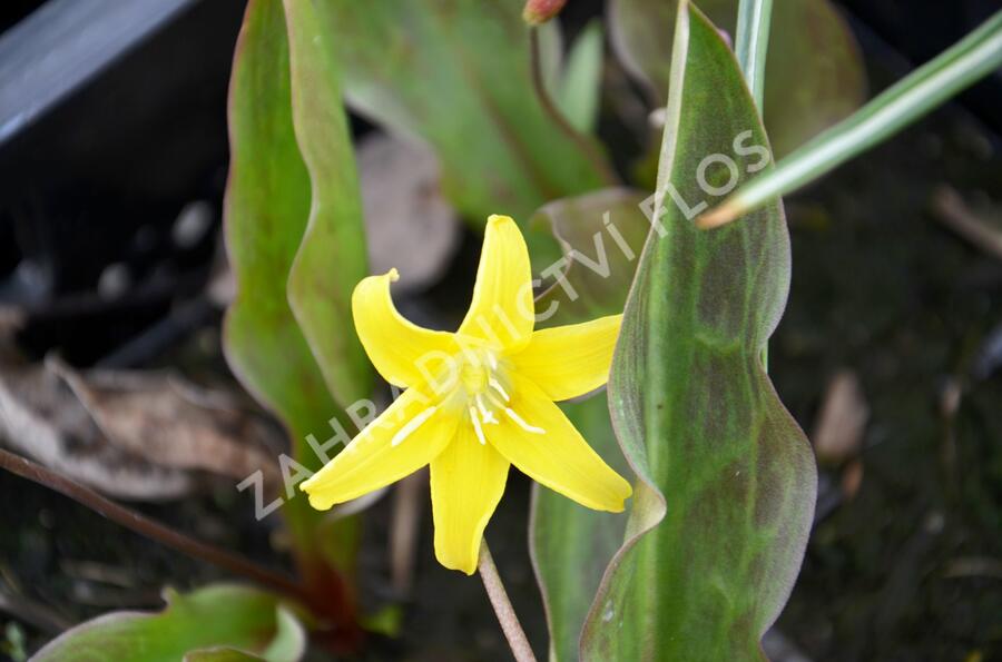 Kandík 'Pagoda' - Erythronium 'Pagoda'