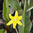 Kandík 'Pagoda' - Erythronium 'Pagoda'