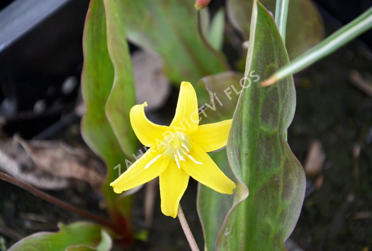 Kandík 'Pagoda' - Erythronium 'Pagoda'