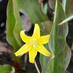 Kandík 'Pagoda' - Erythronium 'Pagoda'