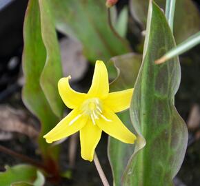 Kandík 'Pagoda' - Erythronium 'Pagoda'