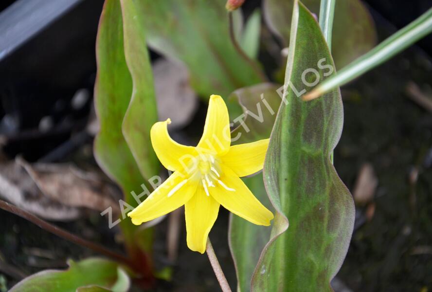 Kandík 'Pagoda' - Erythronium 'Pagoda'