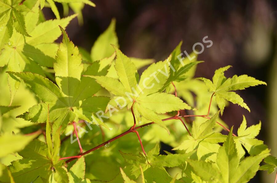 Javor shirasawanský 'Summergold' - Acer shirasawanum 'Summergold'