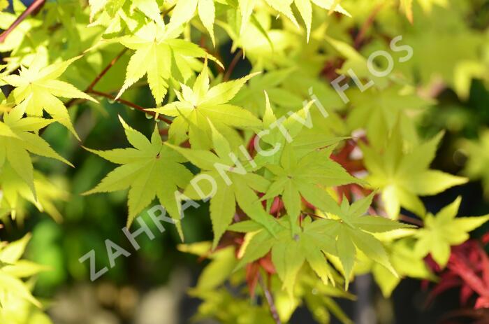 Javor shirasawanský 'Summergold' - Acer shirasawanum 'Summergold'
