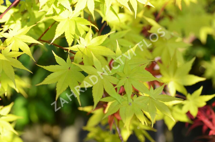 Javor shirasawanský 'Summergold' - Acer shirasawanum 'Summergold'