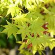 Javor shirasawanský 'Summergold' - Acer shirasawanum 'Summergold'