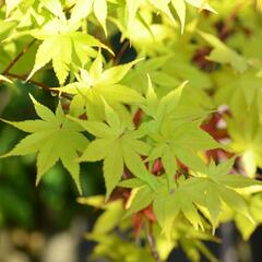 Javor shirasawanský 'Summergold' - Acer shirasawanum 'Summergold'