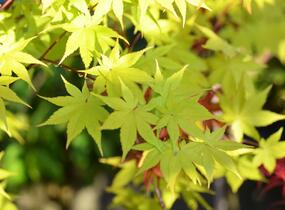 Javor shirasawanský 'Summergold' - Acer shirasawanum 'Summergold'