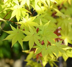 Javor shirasawanský 'Summergold' - Acer shirasawanum 'Summergold'