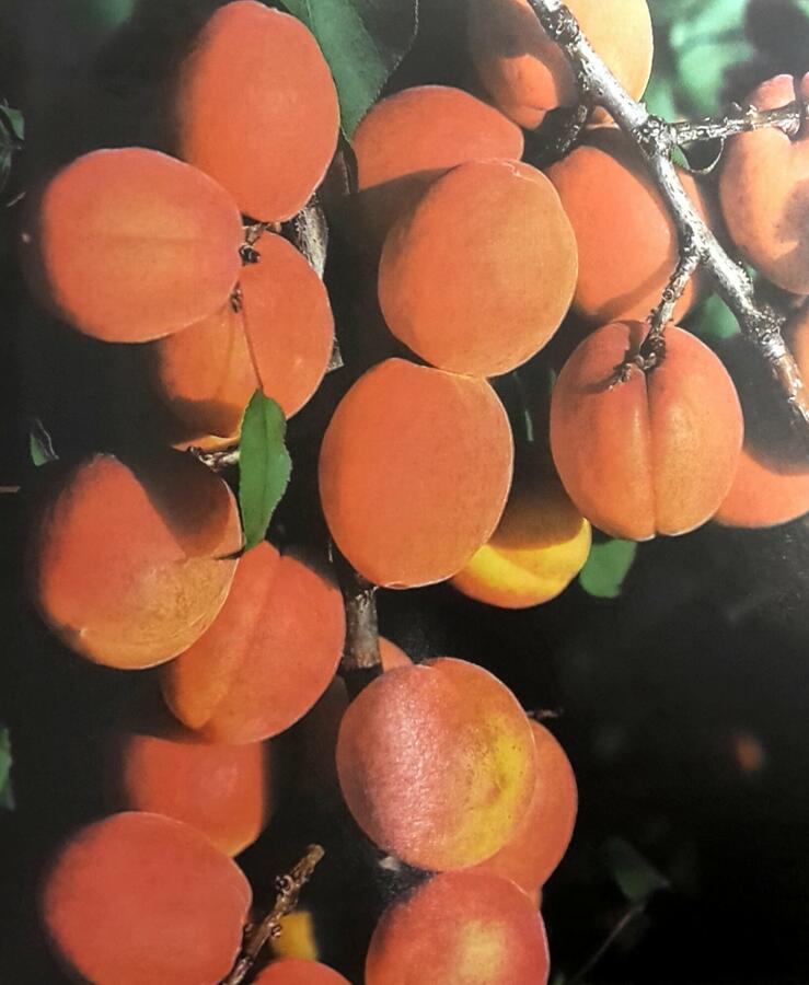 Meruňka pozdní 'Darina' - Prunus armeniaca 'Darina'