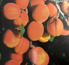 Meruňka pozdní 'Darina' - Prunus armeniaca 'Darina'