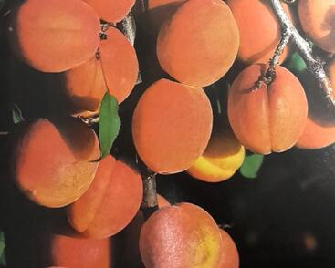 Meruňka pozdní 'Darina'