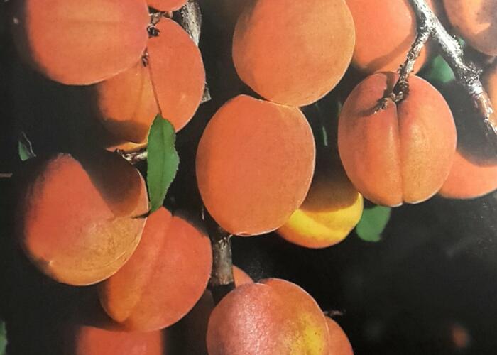 Meruňka - pozdní 'Darina' - Prunus armeniaca 'Darina'