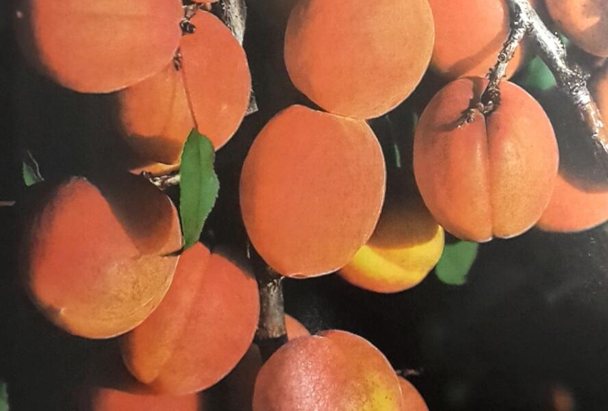 Meruňka pozdní 'Darina' - Prunus armeniaca 'Darina'
