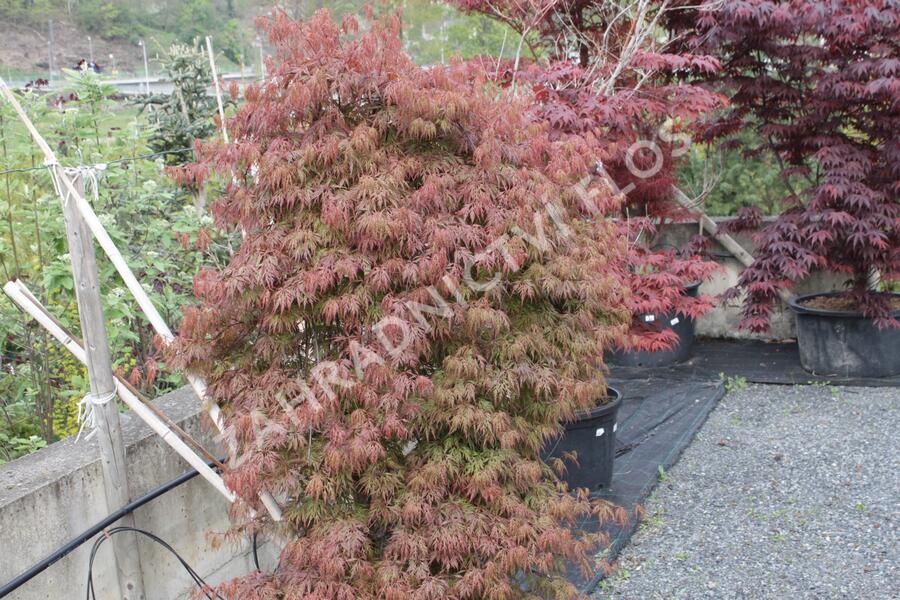 Javor dlanitolistý 'Dissectum Orangeola' - Acer palmatum 'Dissectum Orangeola'