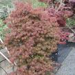 Javor dlanitolistý 'Dissectum Orangeola' - Acer palmatum 'Dissectum Orangeola'