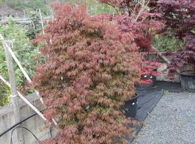 Javor dlanitolistý 'Dissectum Orangeola' - Acer palmatum 'Dissectum Orangeola'