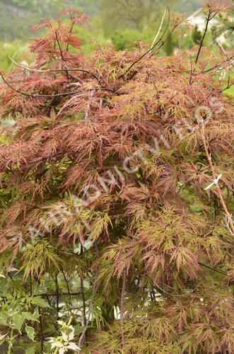 Javor dlanitolistý 'Dissectum Orangeola' - Acer palmatum 'Dissectum Orangeola'