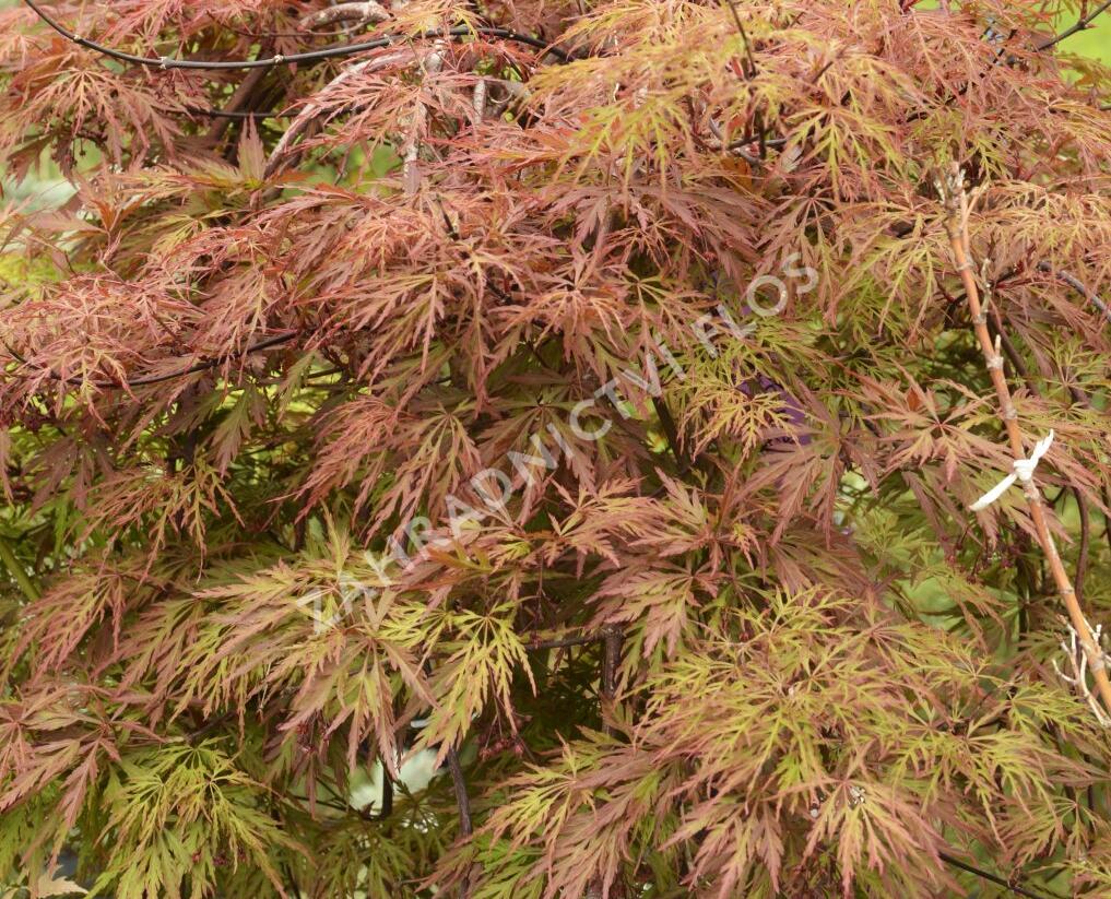 Javor dlanitolistý 'Dissectum Orangeola' - Acer palmatum 'Dissectum Orangeola'
