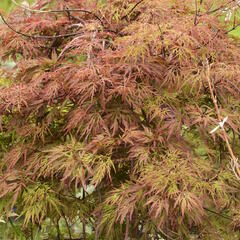 Javor dlanitolistý 'Dissectum Orangeola' - Acer palmatum 'Dissectum Orangeola'