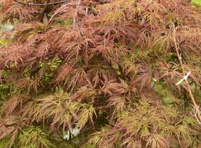 Javor dlanitolistý 'Dissectum Orangeola' - Acer palmatum 'Dissectum Orangeola'