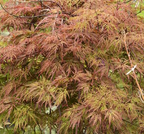 Javor dlanitolistý 'Dissectum Orangeola' - Acer palmatum 'Dissectum Orangeola'