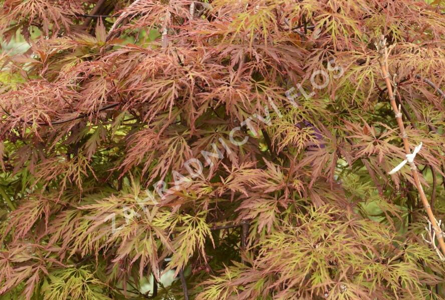 Javor dlanitolistý 'Dissectum Orangeola' - Acer palmatum 'Dissectum Orangeola'