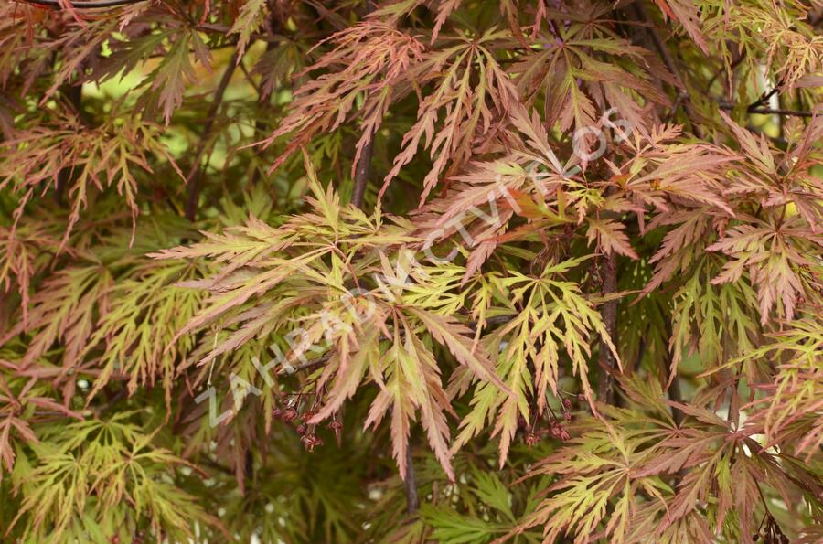 Javor dlanitolistý 'Dissectum Orangeola' - Acer palmatum 'Dissectum Orangeola'