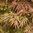 Javor dlanitolistý 'Dissectum Orangeola' - Acer palmatum 'Dissectum Orangeola'