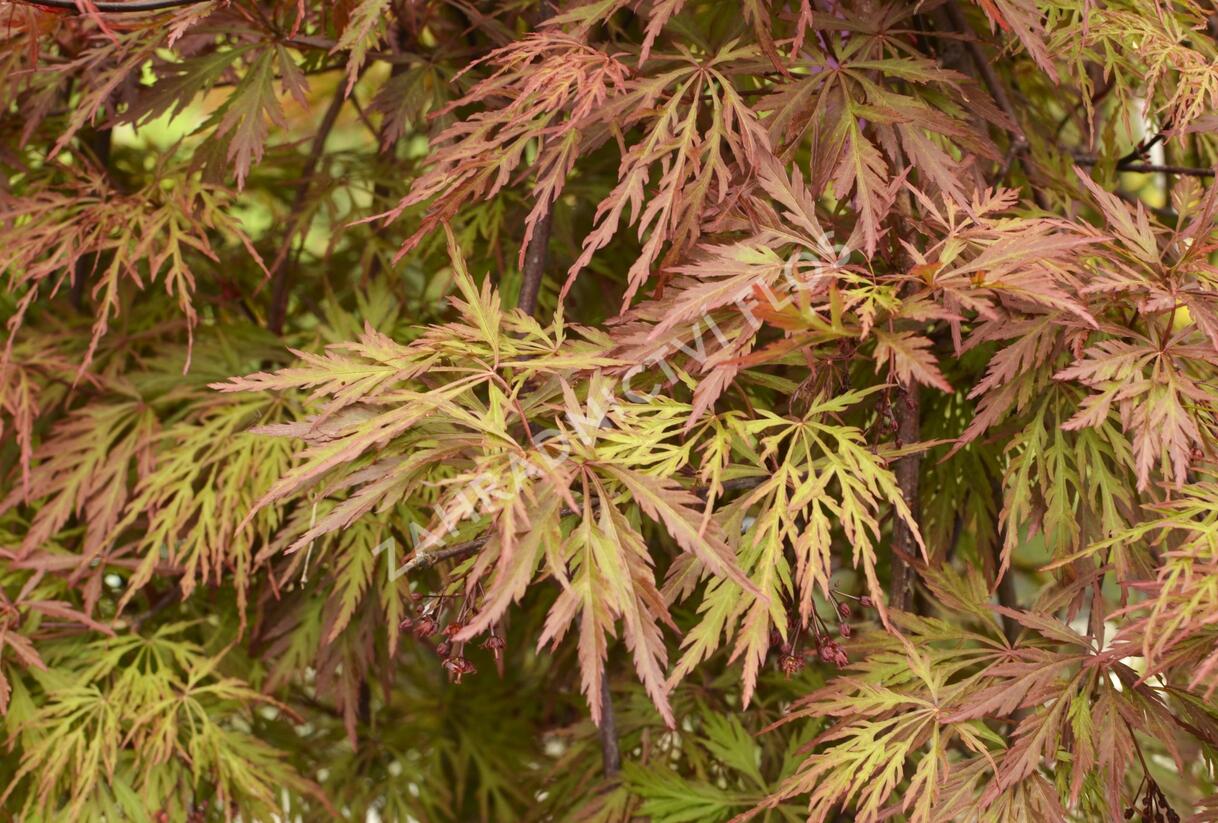 Javor dlanitolistý 'Dissectum Orangeola' - Acer palmatum 'Dissectum Orangeola'