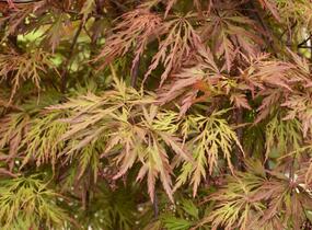 Javor dlanitolistý 'Dissectum Orangeola' - Acer palmatum 'Dissectum Orangeola'
