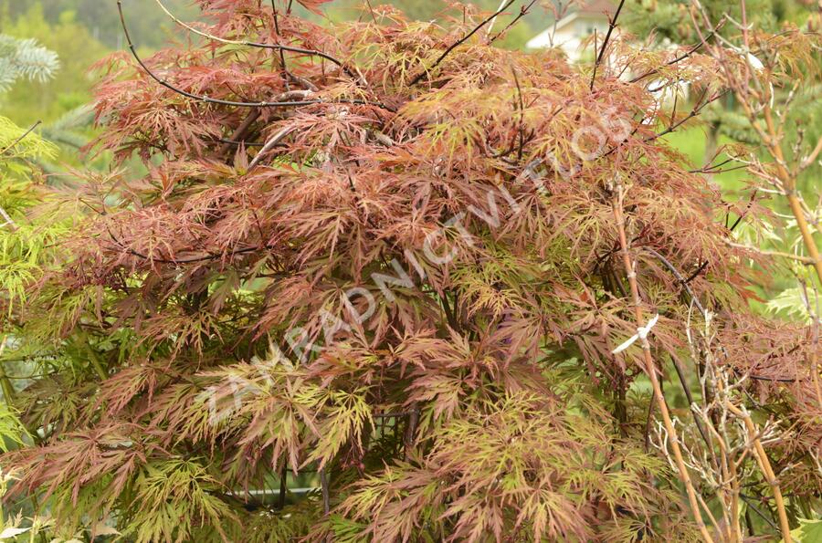 Javor dlanitolistý 'Dissectum Orangeola' - Acer palmatum 'Dissectum Orangeola'
