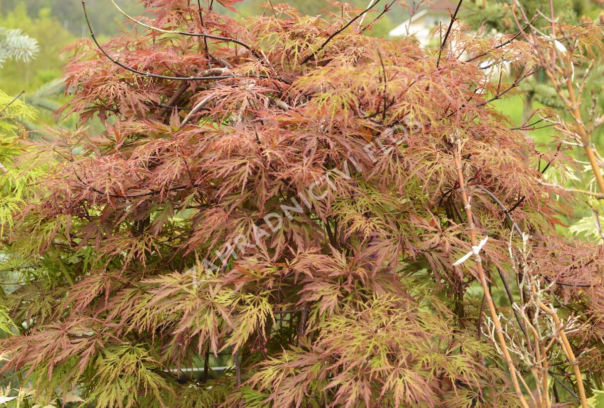 Javor dlanitolistý 'Dissectum Orangeola' - Acer palmatum 'Dissectum Orangeola'