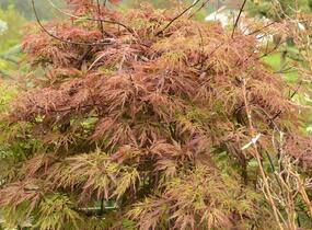 Javor dlanitolistý 'Dissectum Orangeola' - Acer palmatum 'Dissectum Orangeola'