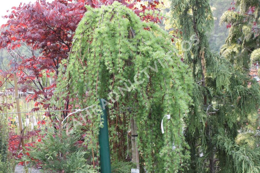 Modřín japonský 'Stiff Weeping' - Larix kaempferi 'Stiff Weeping'