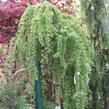 Modřín japonský 'Stiff Weeping' - Larix kaempferi 'Stiff Weeping'