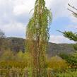 Modřín japonský 'Stiff Weeping' - Larix kaempferi 'Stiff Weeping'