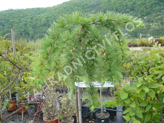 Modřín japonský 'Stiff Weeping' - Larix kaempferi 'Stiff Weeping'