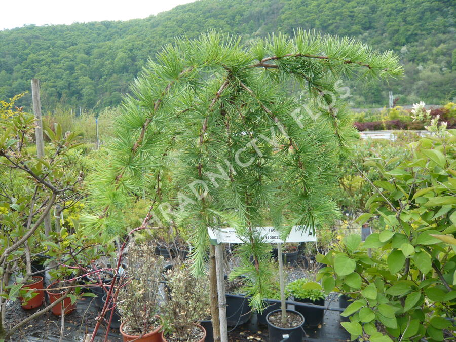 Modřín japonský 'Stiff Weeping' - Larix kaempferi 'Stiff Weeping'