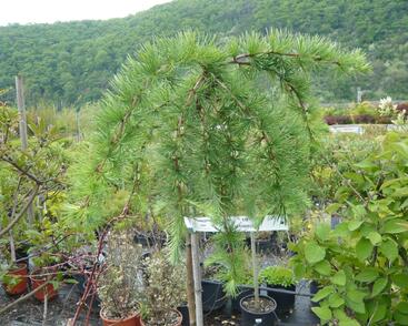 Modřín japonský 'Stiff Weeping'