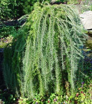 Modřín japonský 'Stiff Weeping' - Larix kaempferi 'Stiff Weeping'