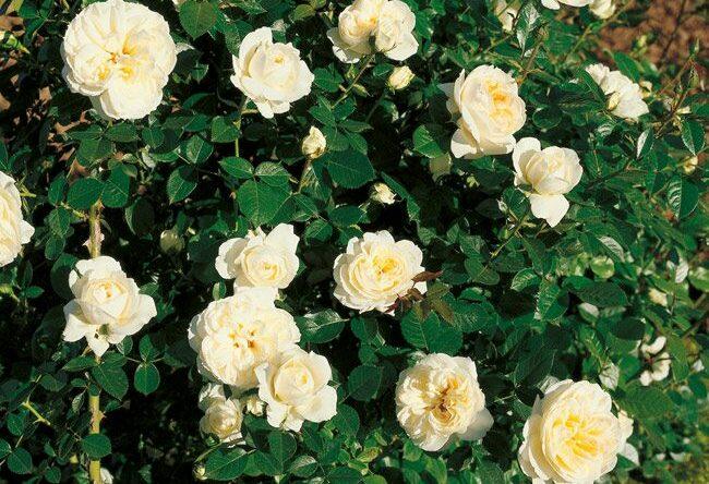 Růže mnohokvětá 'Lady Romantika' - Rosa MK 'Lady Romantika'