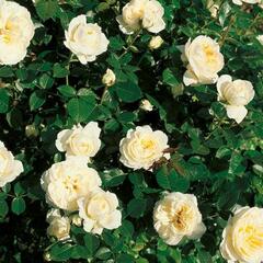 Růže mnohokvětá 'Lady Romantika' - Rosa MK 'Lady Romantika'