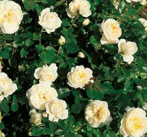 Růže mnohokvětá 'Lady Romantika' - Rosa MK 'Lady Romantika'