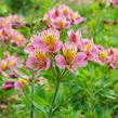 Alstromérie, boubelka 'Inticancha Sunday' - Alstroemeria hybrida 'Inticancha Sunday'