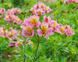 Alstromérie, boubelka 'Inticancha Sunday'